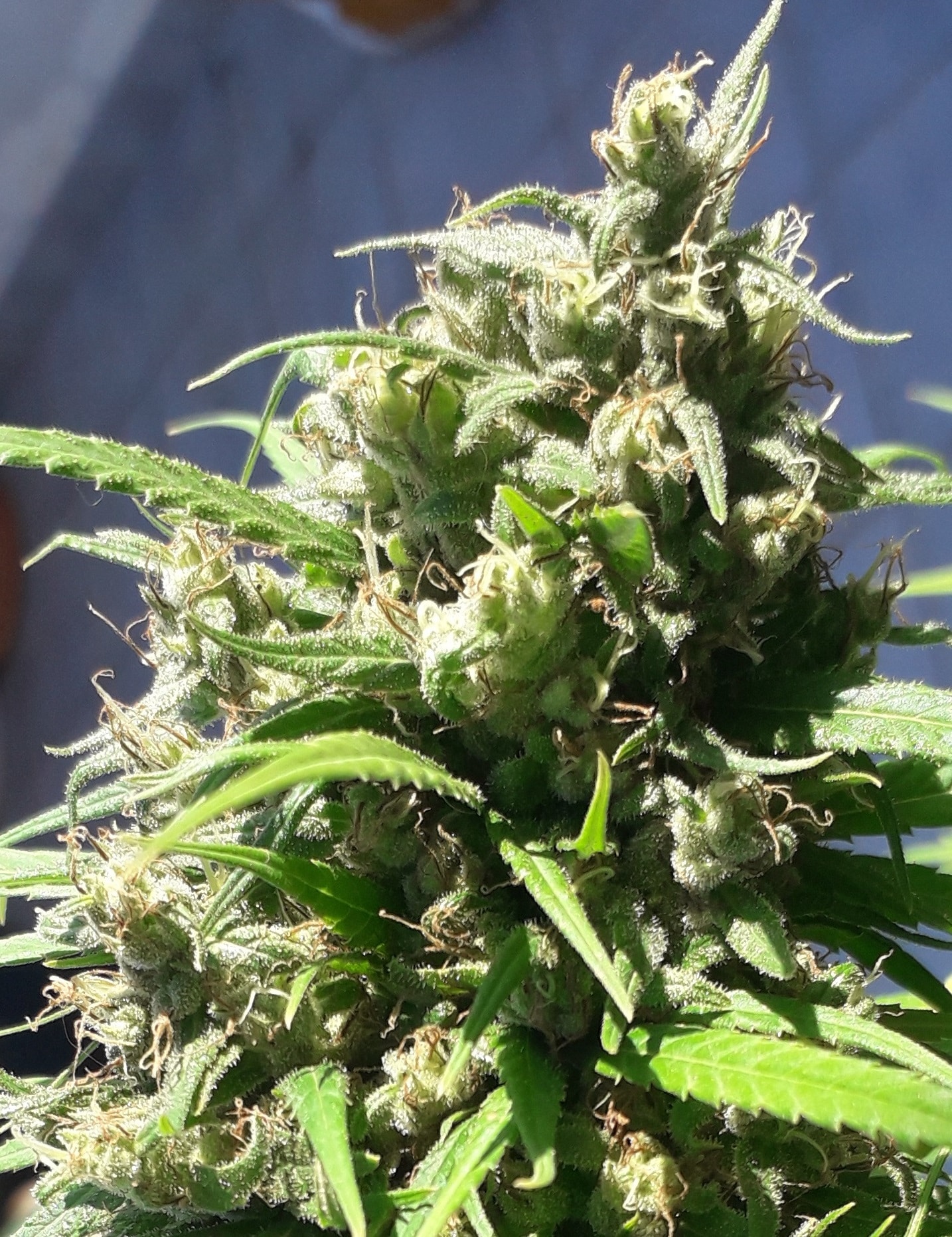 Oaxaca A5 Haze