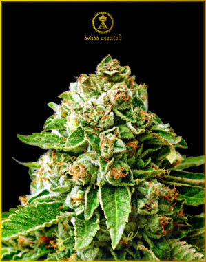 OG Kush (Anaconda Seeds)