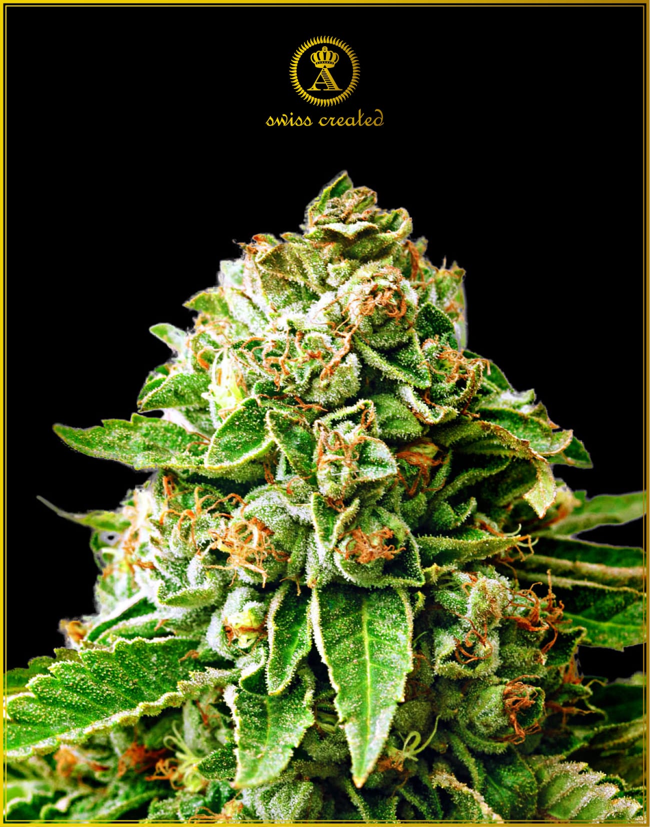 OG Kush (Anaconda Seeds)