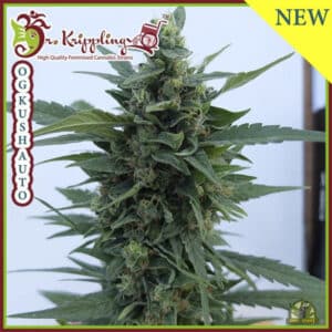 OG Kush Auto (Dr Krippling Seeds)