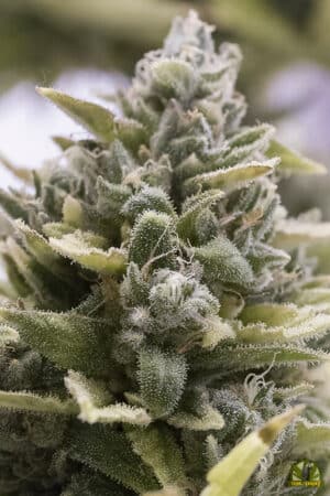 OG Kush Auto (Humboldt Seed Organization)