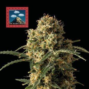 OG Kush Auto (Seedsman)