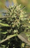 OG Kush (Humboldt Seeds Company)