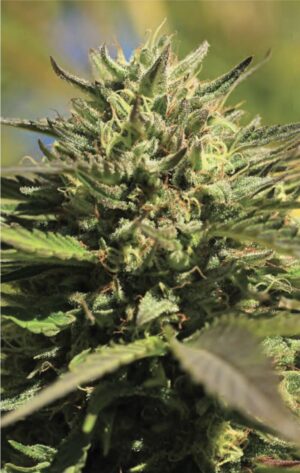 OG Kush (Humboldt Seeds Company)