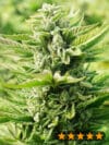 OG Kush Original (PowerStrains)