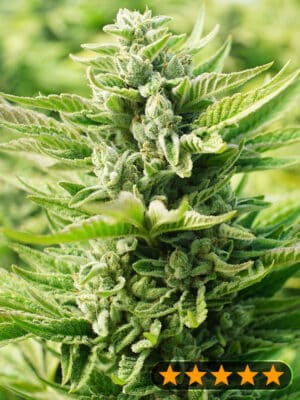 OG Kush Original (PowerStrains)