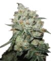 OG Kush (Phoenix Seeds)