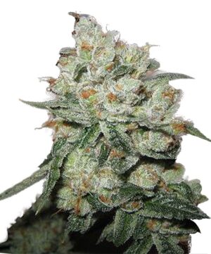OG Kush (Phoenix Seeds)