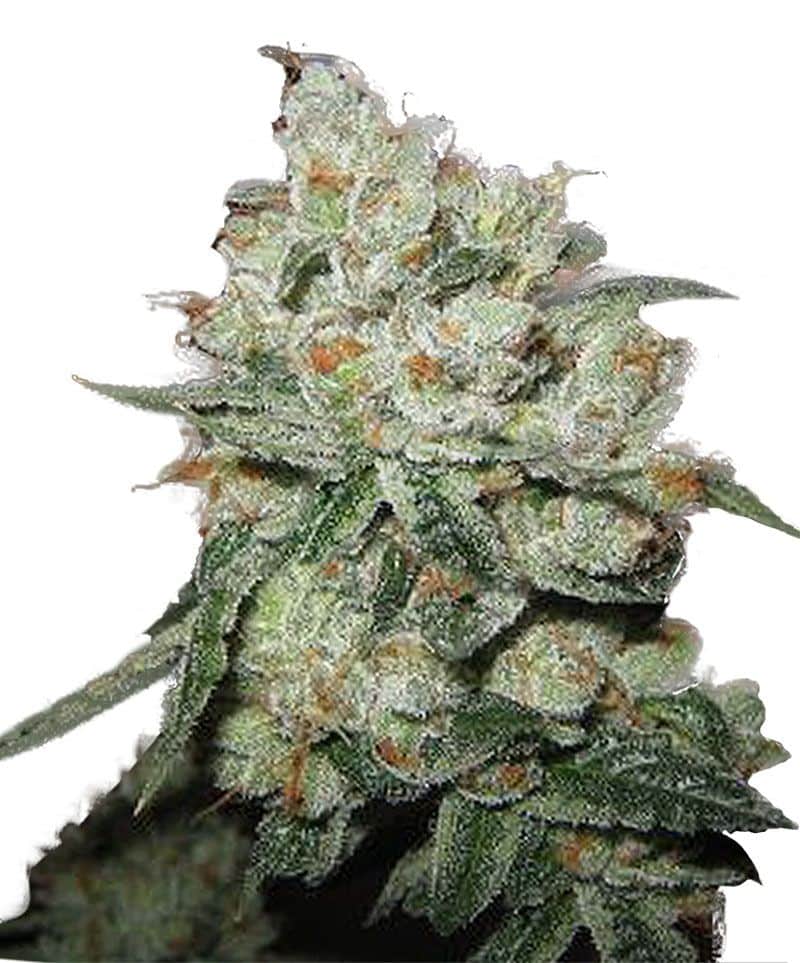 OG Kush (Phoenix Seeds)