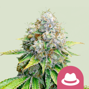 OG Kush (Royal Queen Seeds)