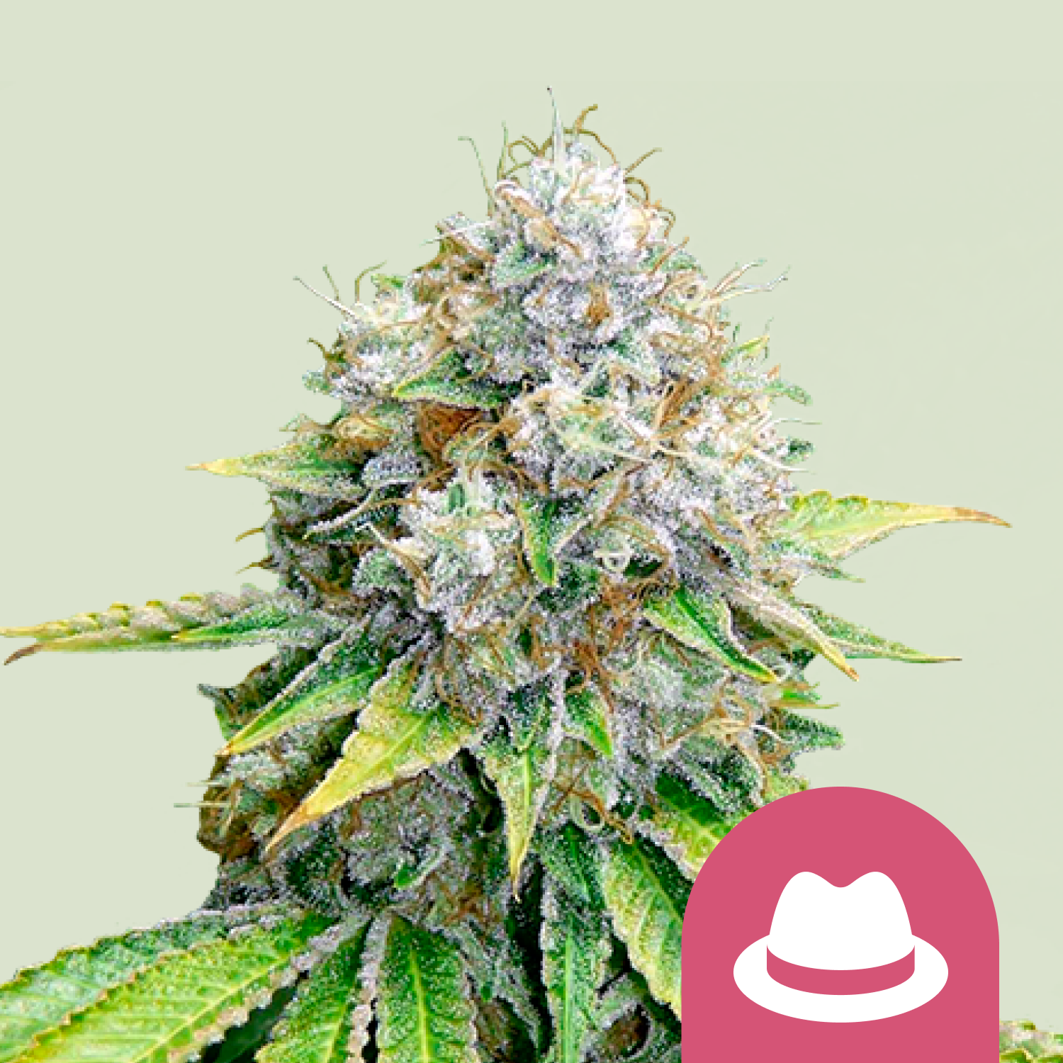 OG Kush (Royal Queen Seeds)
