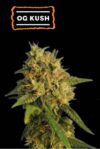 O.G. Kush (Seedstockers)