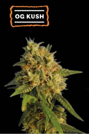 O.G. Kush (Seedstockers)
