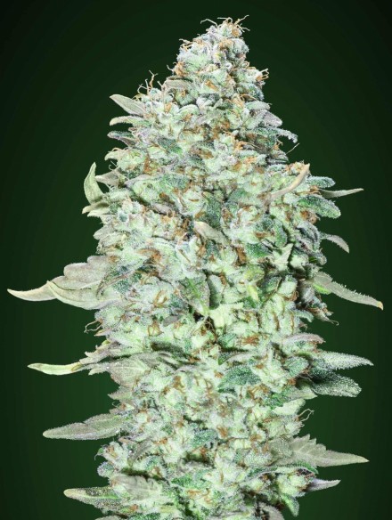 OG Kush SFV
