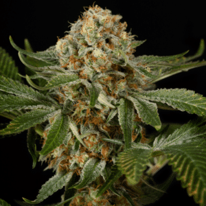 OG Kush (Silent Seeds)