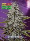 One Love Haze