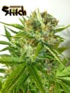 Onyx (Flash Seeds)