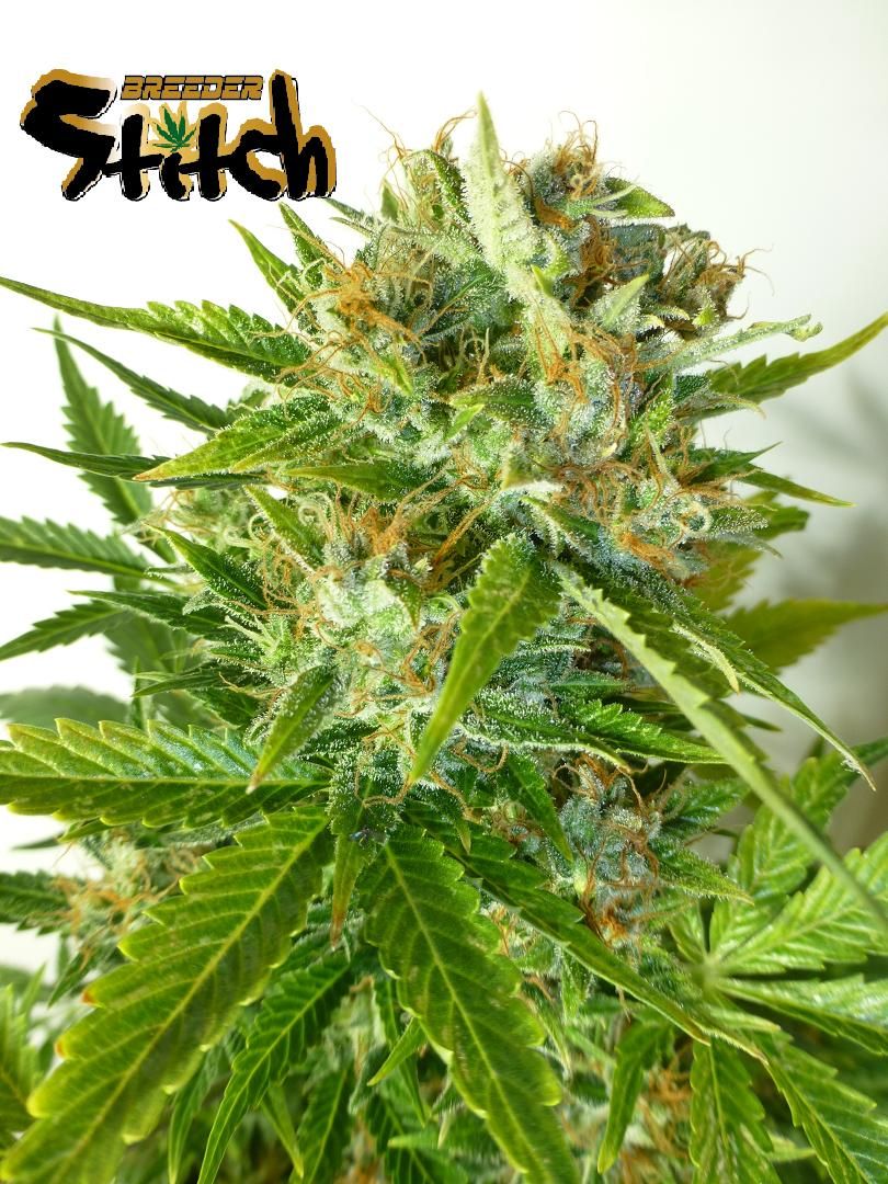 Onyx (Flash Seeds)