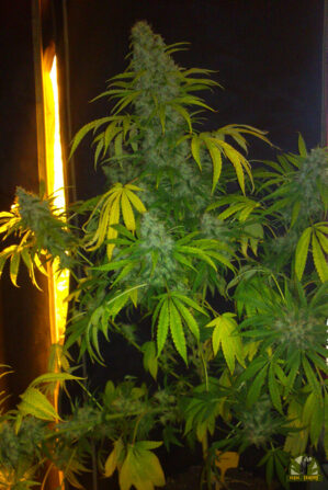 Opium