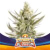 Orange Blossom XXL Auto