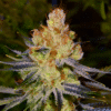 Orange Bud Auto (Nirvana Seeds)
