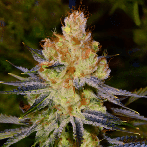 Orange Bud Auto (Nirvana Seeds)