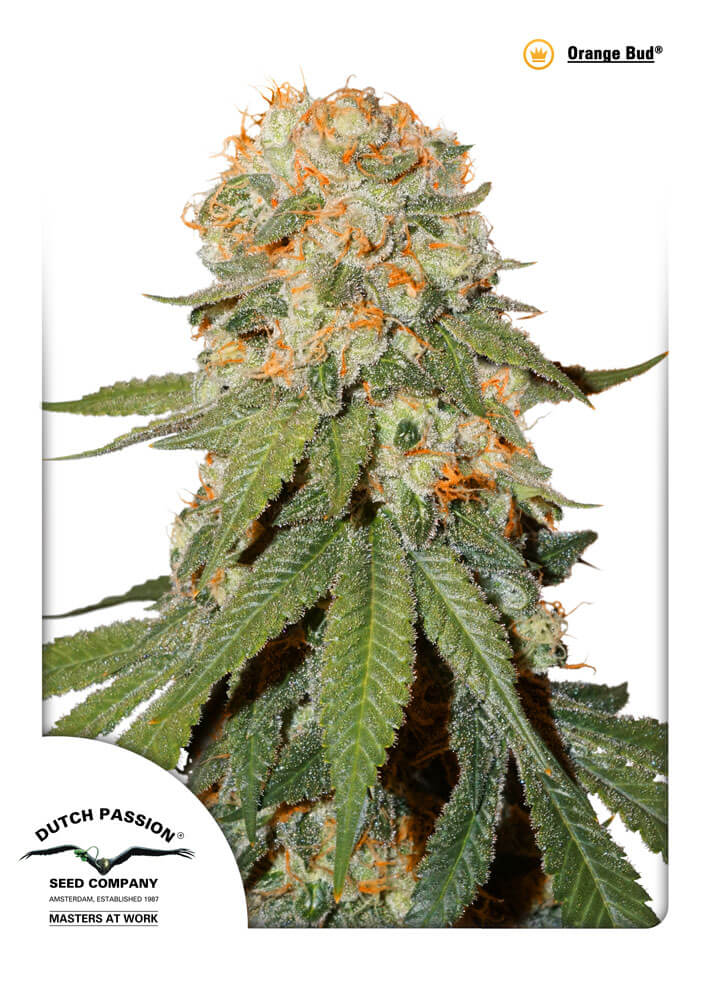 Orange Bud (Dutch Passion)