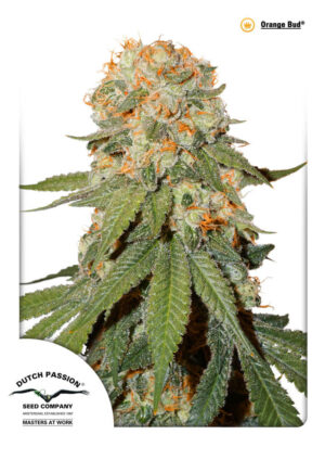 Orange Bud Reg.