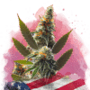 Orange Bud Reg. (Nirvana Seeds)