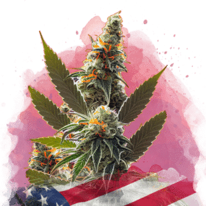 Orange Bud Reg. (Nirvana Seeds)