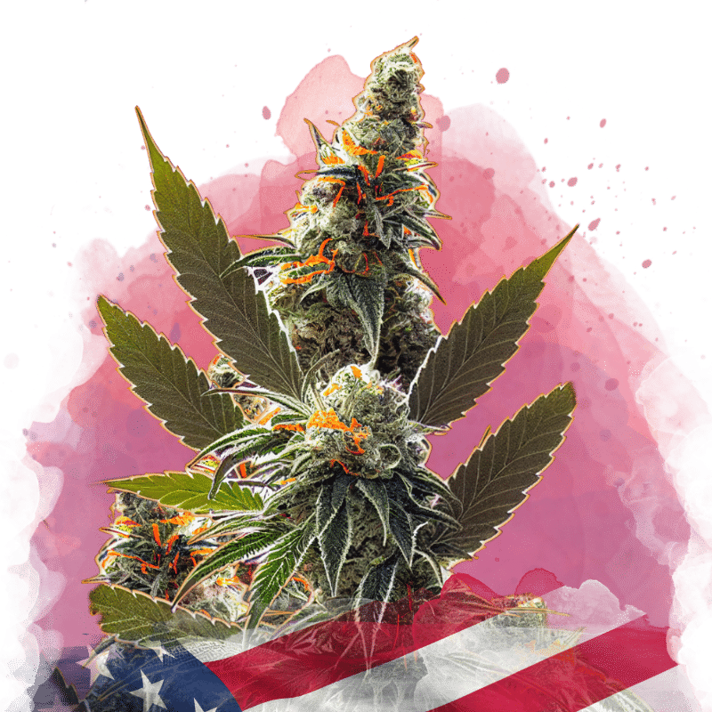 Orange Bud Reg. (Nirvana Seeds)