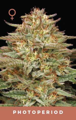 Orange Creampop