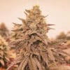 Orangu Tangie (Monkey Genetics)