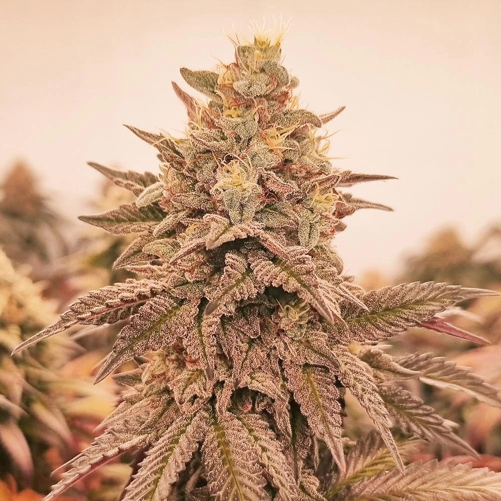 Orangu Tangie (Monkey Genetics)