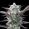 Oreoz (OO Seeds)