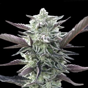 Oreoz (OO Seeds)