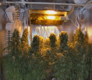 Orient Express (ACE Seeds)