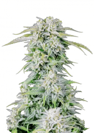 Original Afghan Kush Auto