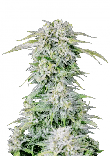 Original Afghan Kush Auto