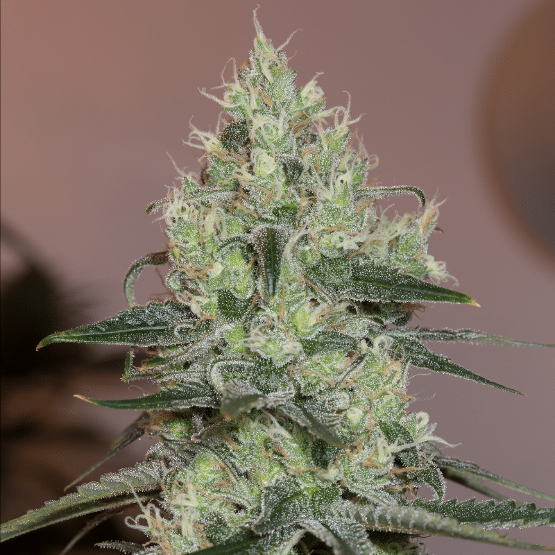 Original Amnesia (Silent Seeds)