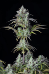 Original Auto Big Bud