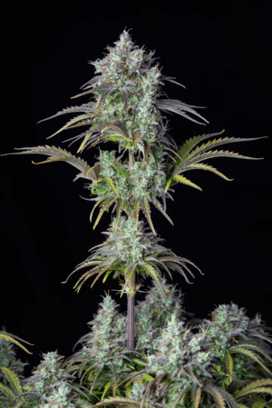 Original Auto Big Bud