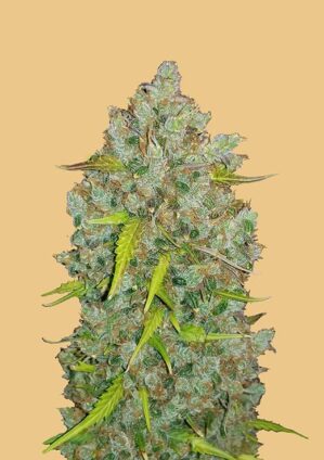 Original Auto Bubblegum