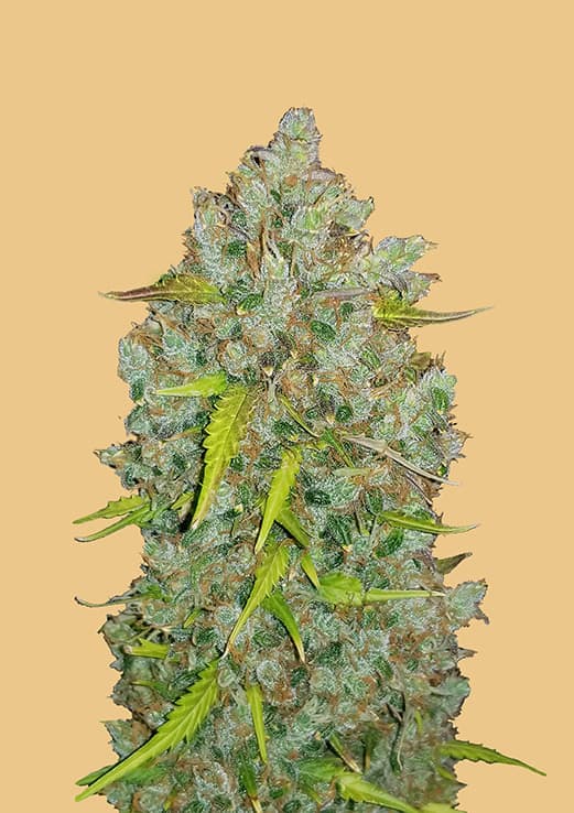 Original Auto Bubblegum