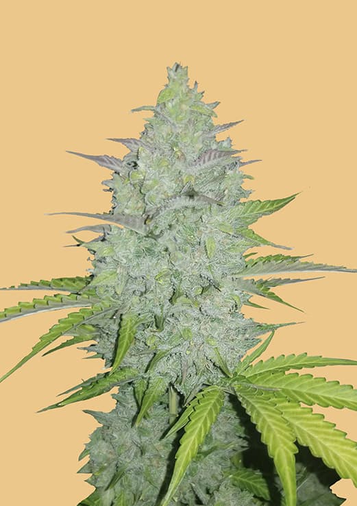 Original Auto Cheese