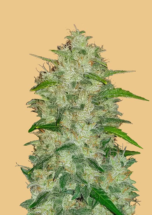 Original Auto Chemdawg