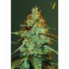 Original Limonade Skunk
