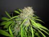 Original Skunk Express Auto