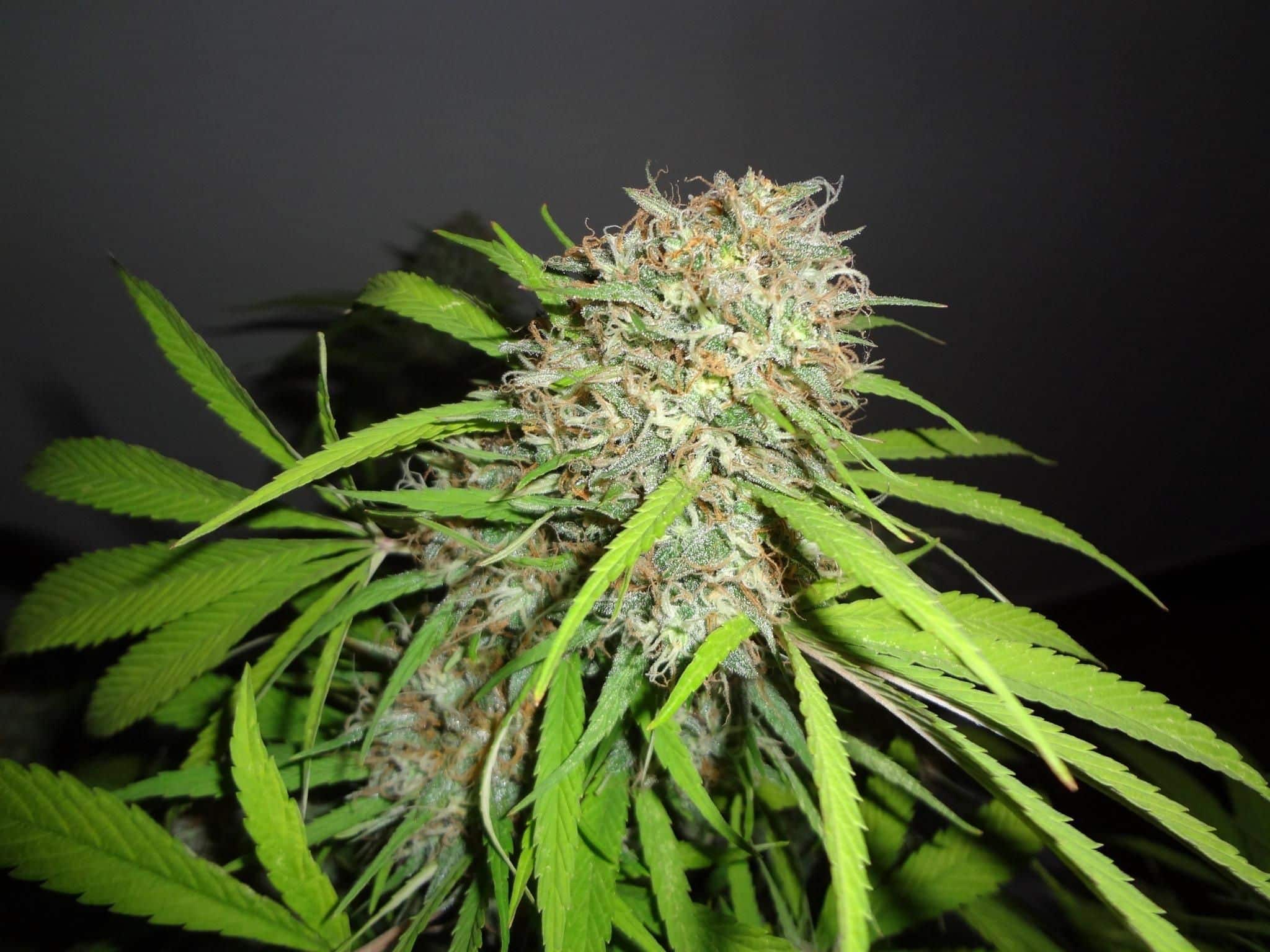 Original Skunk Express Auto