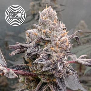 Original Sunset Sherbet